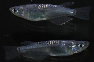 ϥ ڸʪۡ2ɤ᥹2ɤMLDN1114