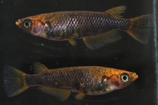 ޼typeR ڸʪۡ2ɤ᥹2ɤMLDN1115