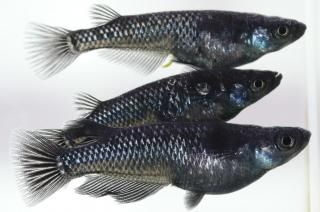 ֥å ڸʪۡ1ɤ᥹2ɤMLDN1116