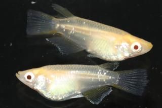 ӥȾ ڸʪۡ1ɤ᥹1ɤMLDN1117