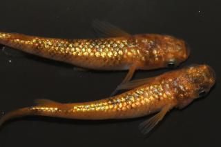 󥷥㥤 ڸʪۡ2ɤ᥹2ɤMLDN1118