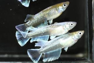 ᥭBɽ ڸʪۡ3ɤ᥹3ɤLLDN1119