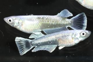 ޥꥢ奭å󥰥磻ɥե ڸʪۡ2ɤ᥹2ɤLDN1120