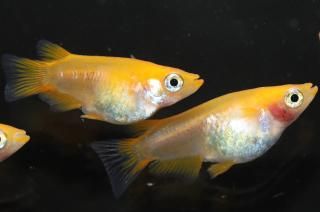 ޼typeRȾޡBɽ ڸʪۡ3ɤ᥹3ɤLDN1201