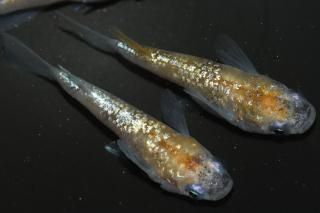 ȾޡBɽ ڸʪۡ1ɤ᥹2ɤLDN1202