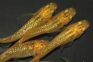 ꥢ֥饦 ڸʪۡ3ɤ᥹3ɤMLDN1203