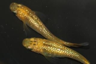 ꥢ֥饦 ڸʪۡ3ɤ᥹3ɤMLDN1204