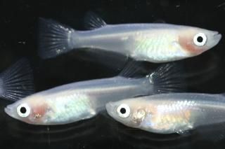 ԥ奢ۥ磻ƩڡBɽ ڸʪۡ2ɤ᥹3ɤMLDN1205