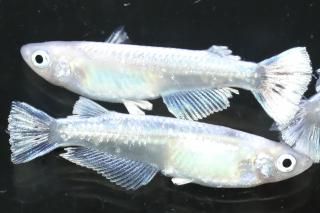 ۥ磻ȥե ڸʪۡ2ɤ᥹2ɤMLDN1206