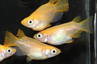  ڸʪۡ2ɤ᥹3ɤLDN1207