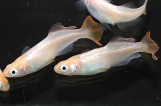  ڸʪۡ2ɤ᥹2ɤLDN1208