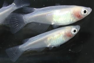 ԥ奢ۥ磻Ʃ ڸʪۡ2ɤ᥹3ɤMLDN1209