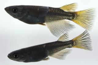 ꥢ󥰥ե ڸʪۡ1ɤ᥹1ɤMLDN1210