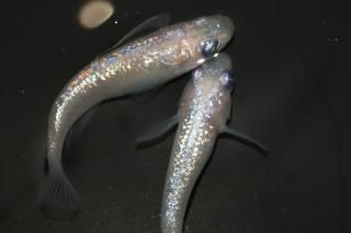 ԥ󥯥եNEO ڸʪۡ2ɤ᥹2ɤMLDN1211