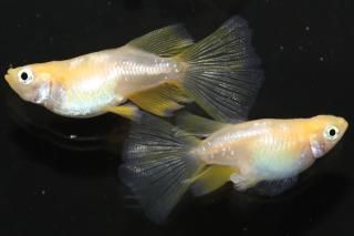 博多ちぇすめだか 商品検索 - めだかの通販・販売専門店-めだかの館-