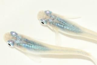  ڸʪۡ2ɤ᥹2ɤMLDN1213