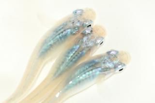  ڸʪۡ2ɤ᥹2ɤMLDN1214