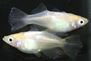 ŷ硼 ڸʪۡ2ɤ᥹2ɤMLDN1215