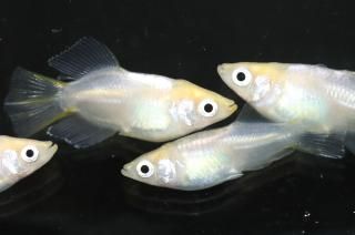 ŷ硼 ڸʪۡ2ɤ᥹2ɤMLDN1216