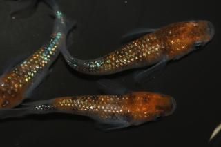  ڸʪۡ2ɤ᥹3ɤMLDN1217