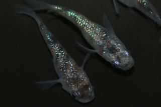 åȾ ڸʪۡ2ɤ᥹2ɤMLDN1218