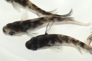  ڸʪۡ2ɤ᥹2ɤMLDN1219