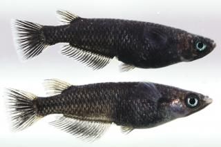 ӡS졼ɡ ڸʪۡ1ɤ᥹1ɤLDN1220