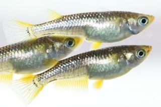  ڸʪۡ2ɤ᥹4ɤMLDN1301