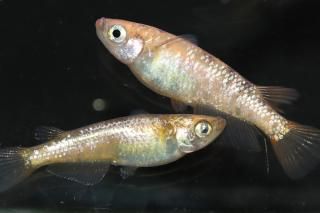 ߥ顼ƸF2 ڸʪۡ2ɤ᥹3ɤMLDN1302