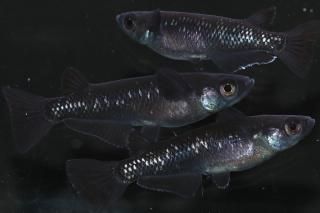 ŷܡߥ꡼F2 ڸʪۡ3ɤ᥹3ɤLDN1303