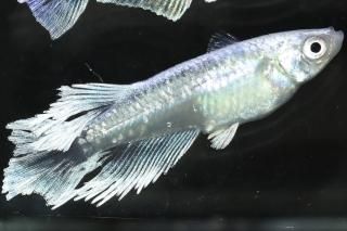 쥹ȡߥǥ磻ɥեF1 ڸʪۡ1ɤ᥹1ɤMLDN1304