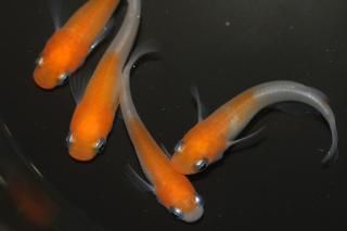 Įʷ ڸʪۡ3ɤ᥹3ɤMLDN1305