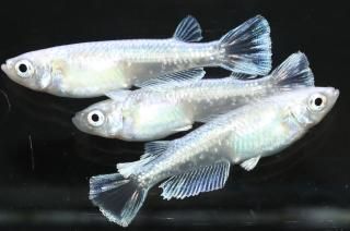 ۥ磻ȥե ڸʪۡ2ɤ᥹2ɤMLDN1306