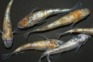 ڡߤߤϻF2 ڸʪۡ2ɤ᥹5ɤMLDN1307