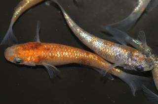 ڡߤߤϻF2 ڸʪۡ2ɤ᥹5ɤMLDN1308