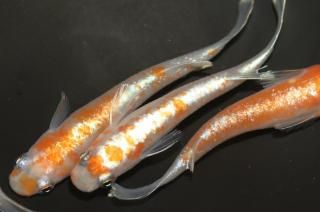 γ ڸʪۡ2ɤ᥹2ɤLDN1309