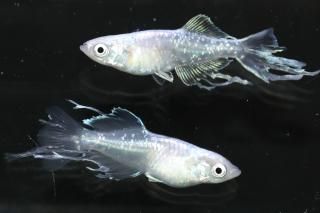 ǡ ڸʪۡ1ɤ᥹1ɤMLDN1310