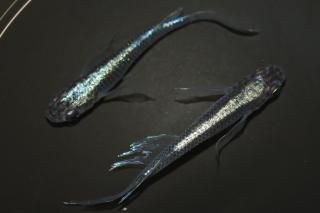 ǷҥĹ ڸʪۡ1ɤ᥹1ɤMLDN1311