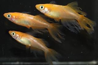 ŷҥĹ ڸʪۡ1ɤ᥹2ɤLDN1312