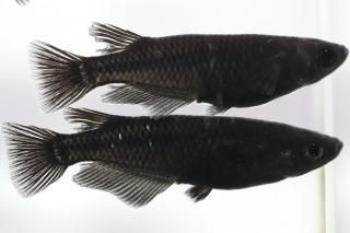  ڸʪۡ2ɤ᥹2ɤMLDN1313