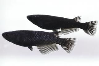  ڸʪۡ2ɤ᥹2ɤMLDN1314