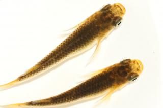  ڸʪۡ1ɤ᥹2ɤMDN1315