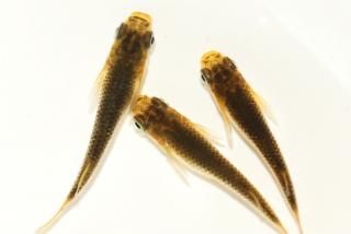  ڸʪۡ1ɤ᥹2ɤMDN1316