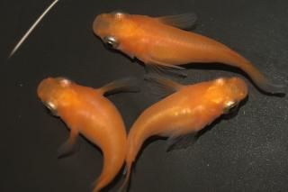  ڸʪۡ2ɤ᥹2ɤMLDN1317