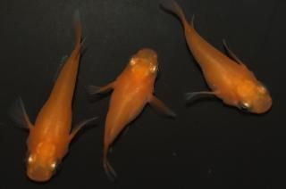  ڸʪۡ1ɤ᥹2ɤMLDN1318