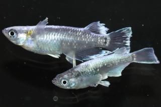 ֥å졼 ڸʪۡ1ɤ᥹1ɤLDN1319