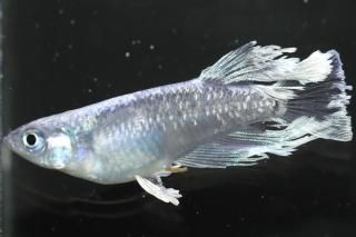 ֥å졼S졼ɡ ڸʪۡ1ɤ᥹1ɤLDN1320