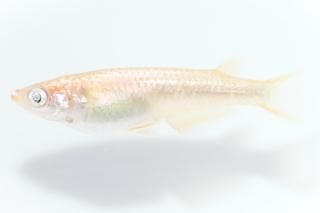 ߥ顼 ڸʪۡ1ɤ᥹1ɤMLDN1403