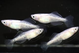  ڸʪۡ2ɤ᥹2ɤMDN1404