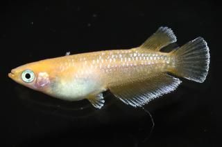 󥻥åȥ ڸʪۡ1ɤ᥹1ɤMDN1405